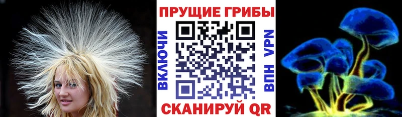 где купить Суджа Галлюциногенные грибы Psilocybe